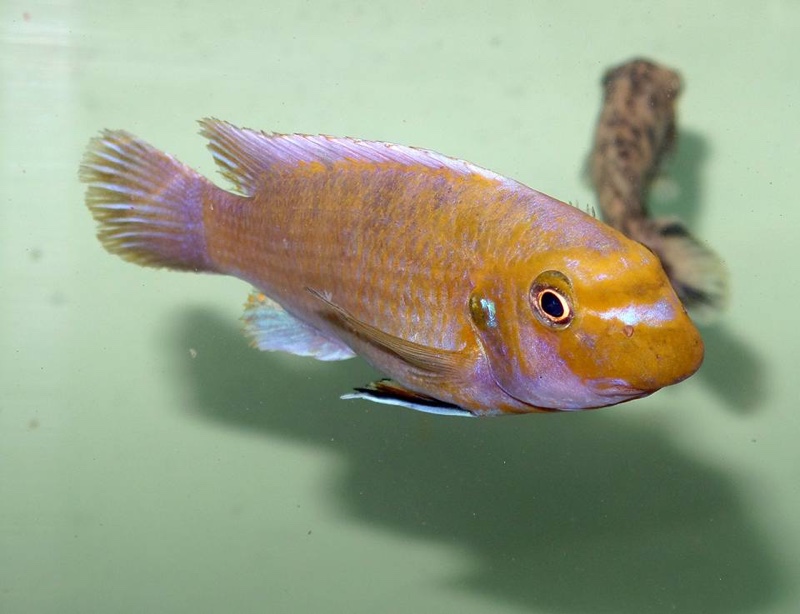 Labeotropheus trewavasae 'Ndumbi Point'